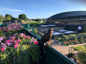 Rufus the Hawk overlooking the grounds of the Wimbledon Championships in London.